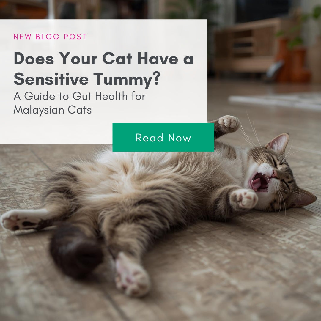 Does Your Cat Have a Sensitive Tummy? A Guide to Gut Health for Malaysian Cats