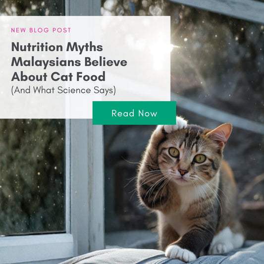 Nutrition Myths Malaysians Believe About Cat Food (And What Science Says)