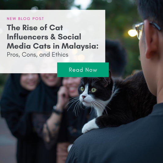 The Rise of Cat Influencers & Social Media Cats in Malaysia: Pros, Cons, and Ethics