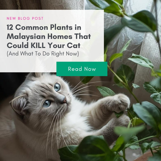 STOP! 12 Common Plants in Malaysian Homes That Could KILL Your Cat (And What To Do Right Now)