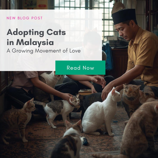 Adopting Cats in Malaysia – A Growing Movement of Love