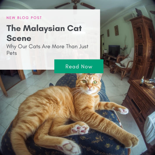The Malaysian Cat Scene – Why Our Cats Are More Than Just Pets