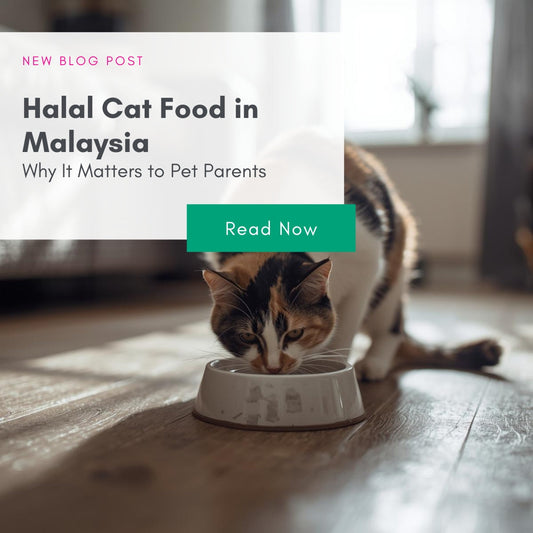 Halal Cat Food in Malaysia – Why It Matters to Pet Parents