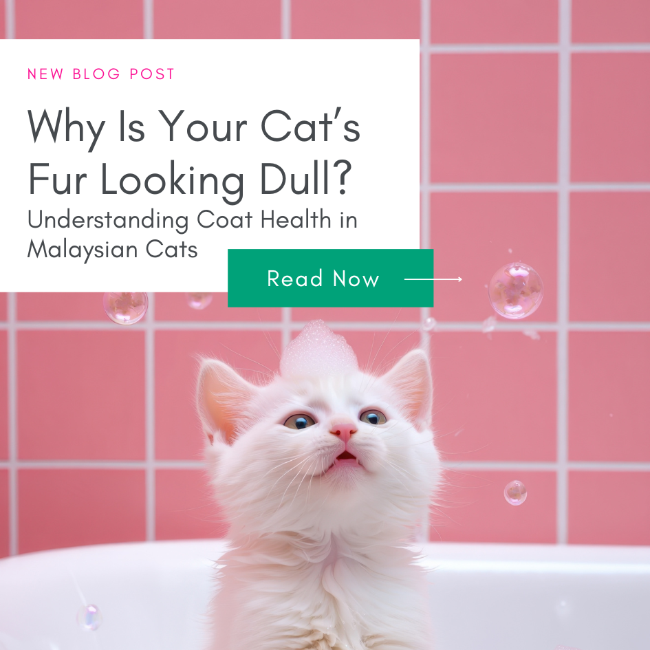 Why Is Your Cat’s Fur Looking Dull? Understanding Coat Health in Malaysian Cats