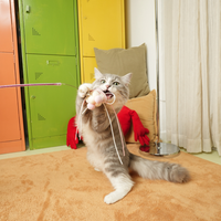 Kichi Cat Teaser Wand